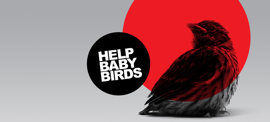How to Help a Baby Bird That Has Fallen Out of a Nest: 14 Steps